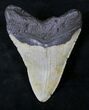 Bargain Megalodon Tooth - North Carolina #19021-2